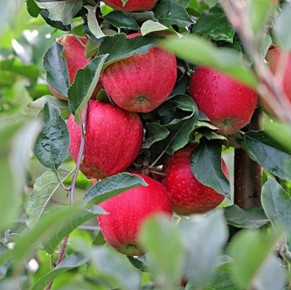 Gala Schniga&reg; SchniCo(s)