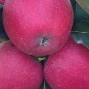 Gala Schniga&reg; SchniCo(s)