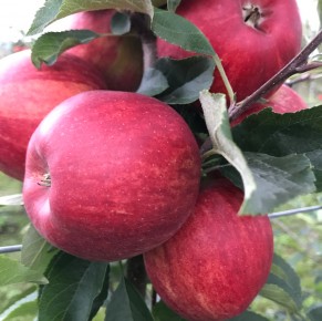 Gala Schniga&reg; SchniCo(s) 