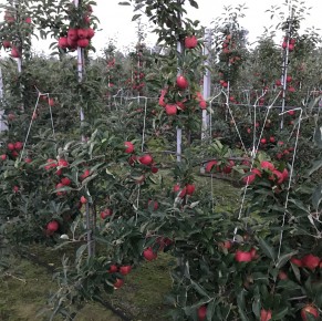 Gala Schniga&reg; SchniCo(s) 