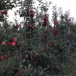 Gala Schniga&reg; SchniCo(s) 