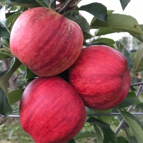 Gala Schniga&reg; SchniCo(s) 